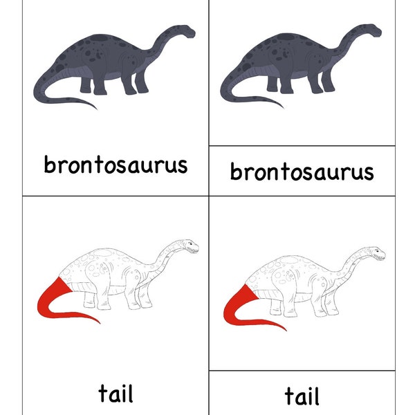 Montessori inspired Brontosaurus Nomenclature Cards