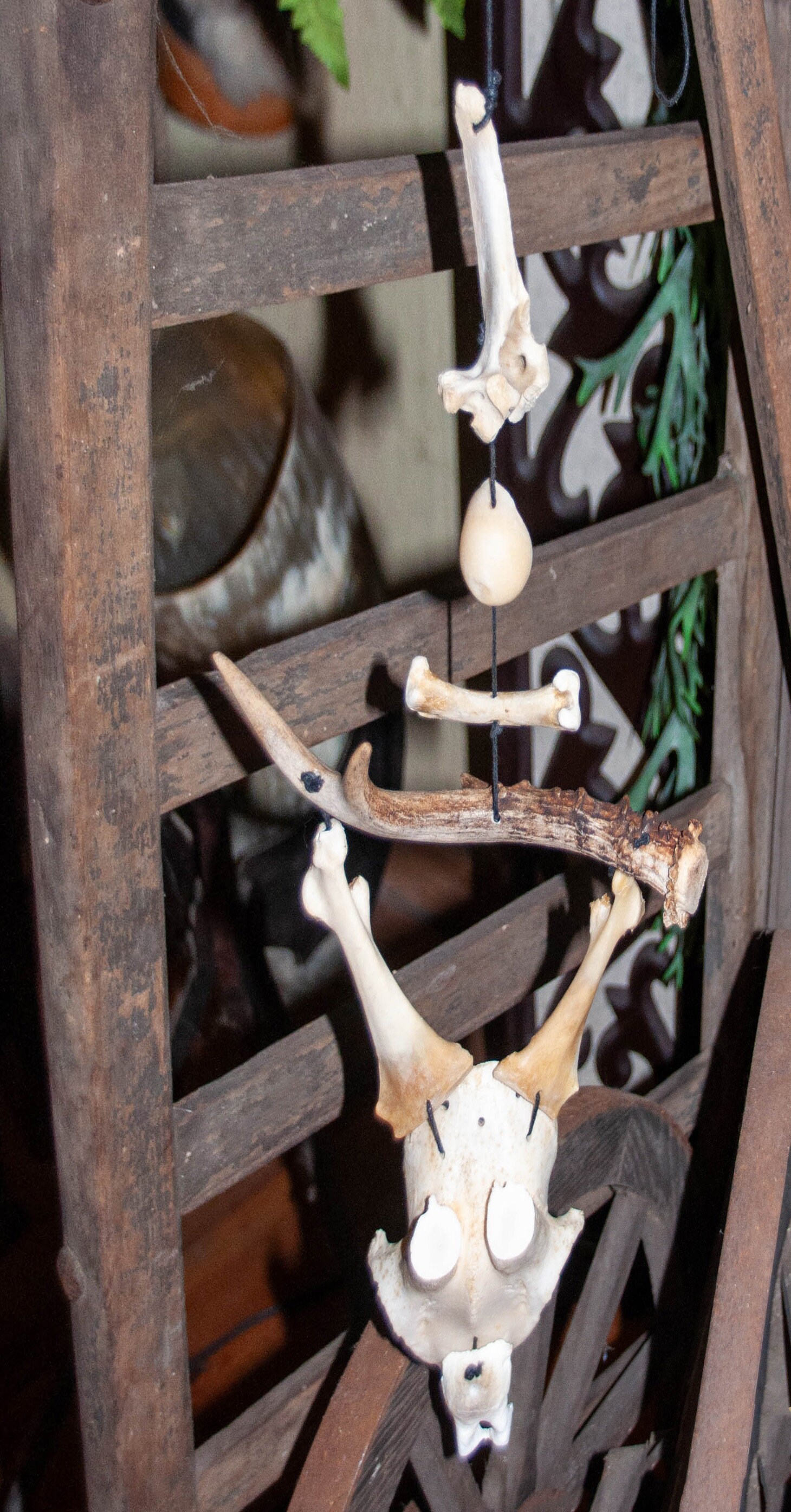 Wind Chime Bone Genuine Bone Bone Windgame Deer Head Shaman Etsy