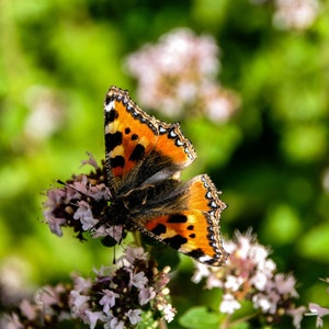 digital download butterfly butterfly snapshot