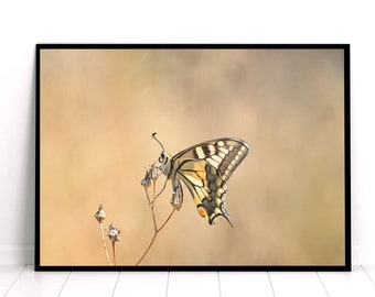 Yellow Butterfly Sitting On A Dry Flower Art Print| Swallowtail Butterfly Digital Download | Insects Photography