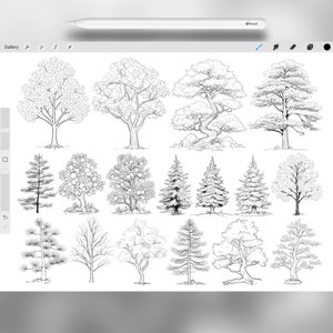 150 Procreate Tree Stamps | Realistic Tree Brushes for Procreate ...