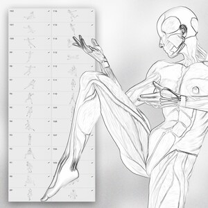 130 Procreate Female Muscular Poses Stamps | Procreate Body Anatomy ...