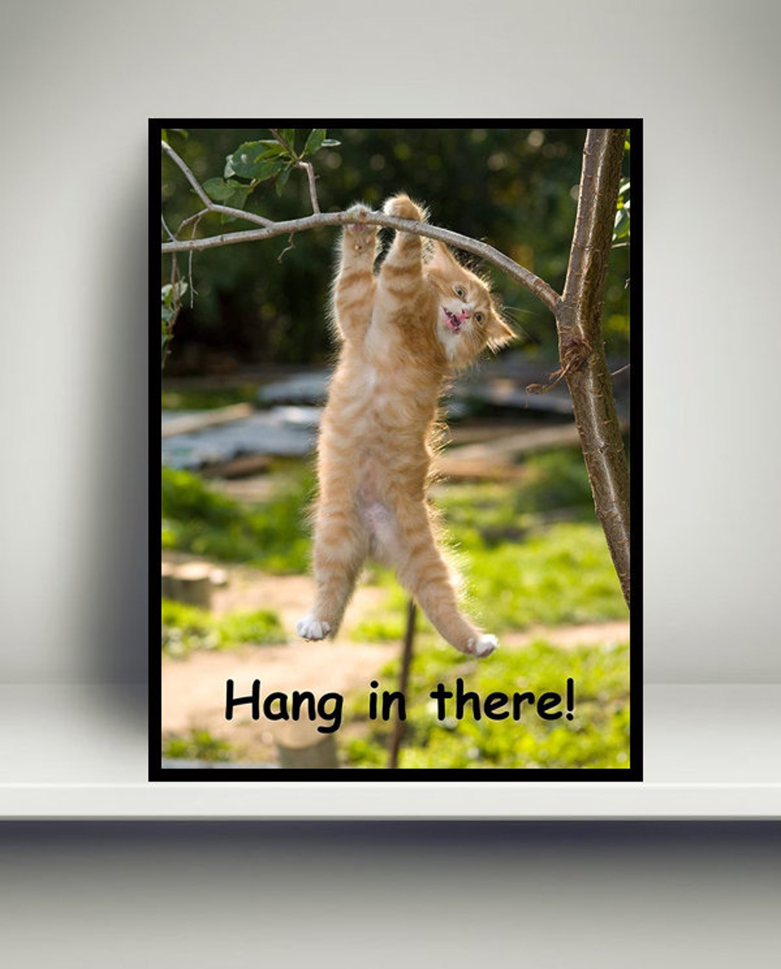 hang in there cat