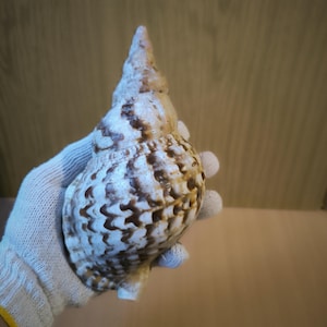 Triton Trumpet Shell: Charonia Tritonis, Big Tiger Seashell (22x10 cm)