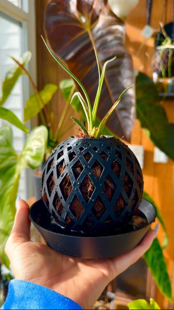 Kokedama Ball Planter: Coco Chip Orchid & Epiphyte Hanging Decor