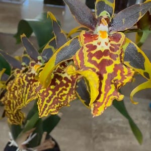 May include: Two yellow and brown spotted orchids with black and yellow striped petals in a black mesh pot.