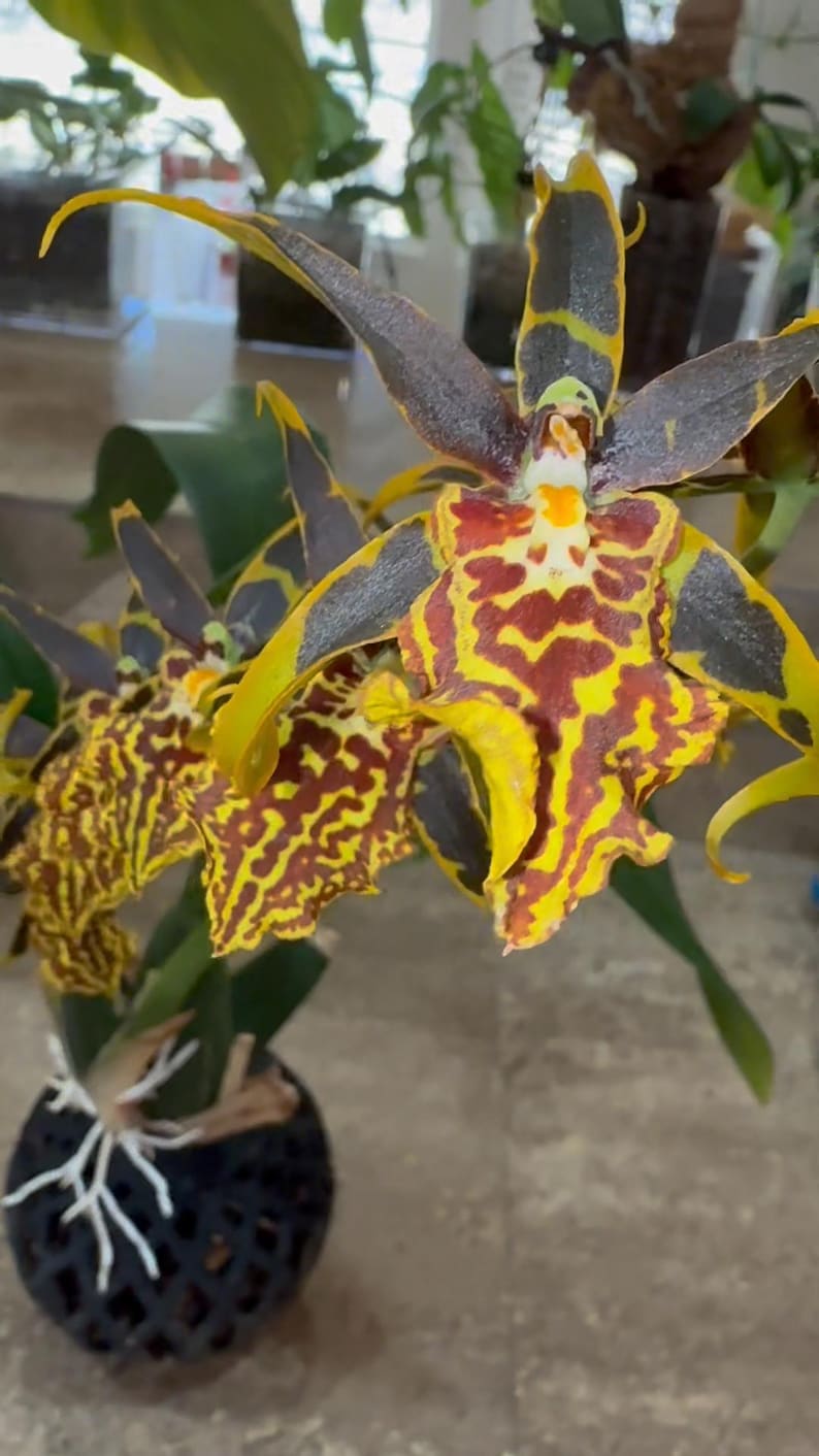 May include: Two yellow and brown spotted orchids with black and yellow striped petals in a black mesh pot.