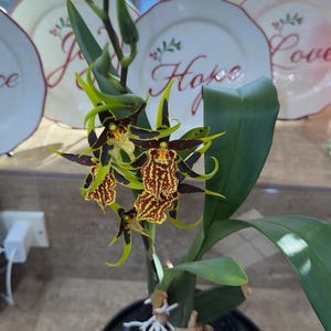 May include: A potted orchid plant with brown, yellow, and green flowers. The plant is in a black pot with a white mesh liner. The plant is sitting on a black saucer.
