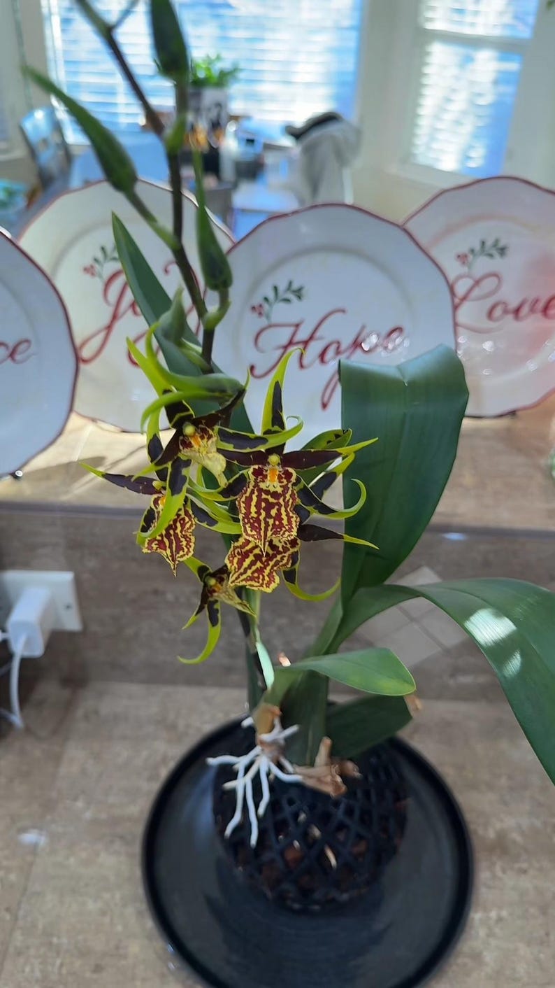 May include: A potted orchid plant with brown, yellow, and green flowers. The plant is in a black pot with a white mesh liner. The plant is sitting on a black saucer.