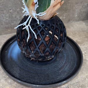 May include: A green plant with white roots growing in a black wire sphere planter. The planter is sitting on a black ceramic plate.