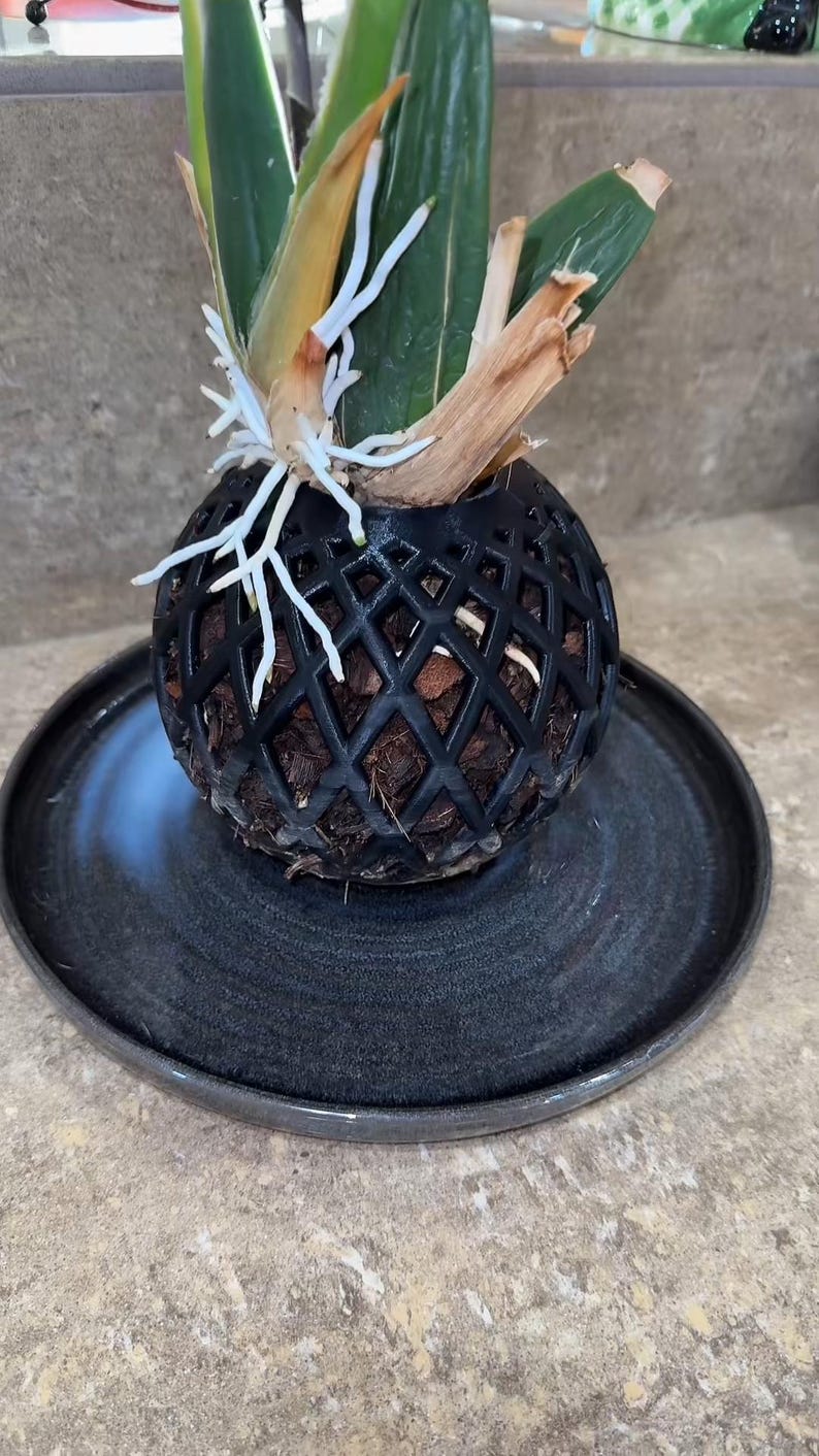 May include: A green plant with white roots growing in a black wire sphere planter. The planter is sitting on a black ceramic plate.