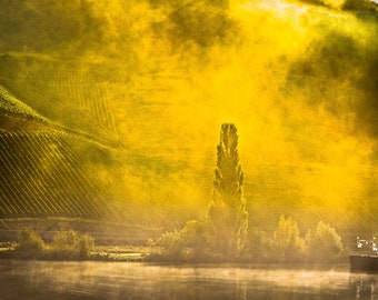 Fog Storm, Vineyard in the Mist by the River, Photography