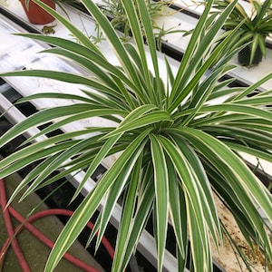 May include: A close-up of a spider plant with long, green and white striped leaves. The plant is in a brown pot, with other plants in the background. The leaves are long and slender, with a pointed tip.