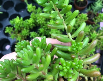 Jelly bean plant ~ easy houseplant ~ easy succulant