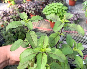 Tulsi “ Krishna” holy basil