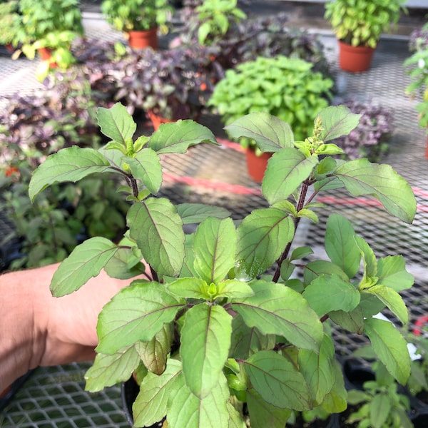 Basilic sacré Tulsi « Krishna »