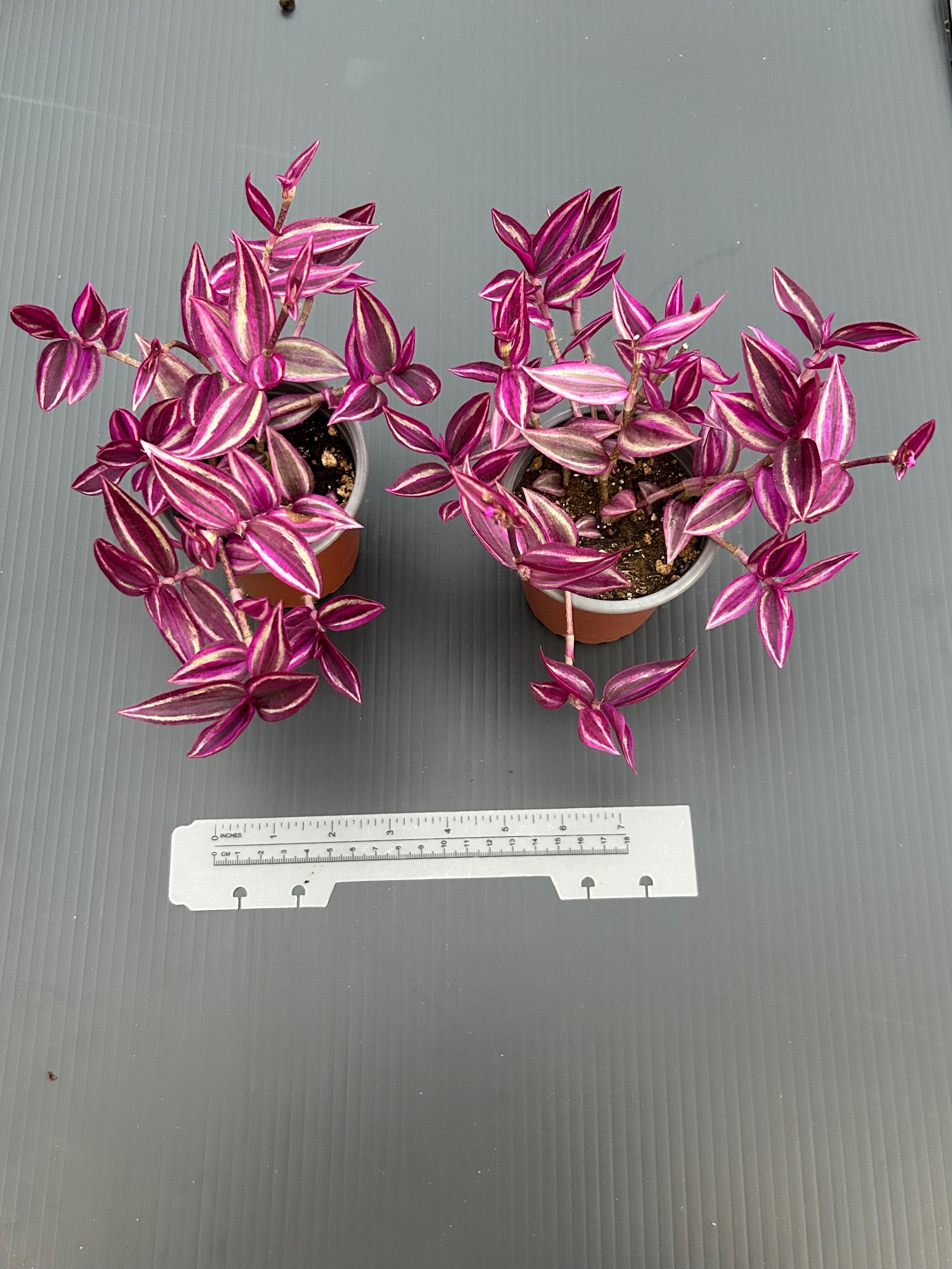 Tradescantia Pink Paradise ~ Wandering Jew Live Plant - Vibrant