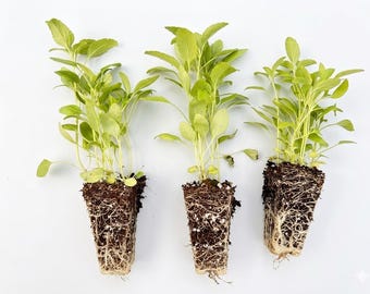 Plantas vivas de salvia azul - Paquete de 3 plantas jóvenes de salvia azul. Atrae mariposas y otros polinizadores. Listas para cultivar en el jardín en primavera.