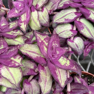 konect Dragon Tail 植木鉢　レア Dragon Tail Tradescantia - Etsy