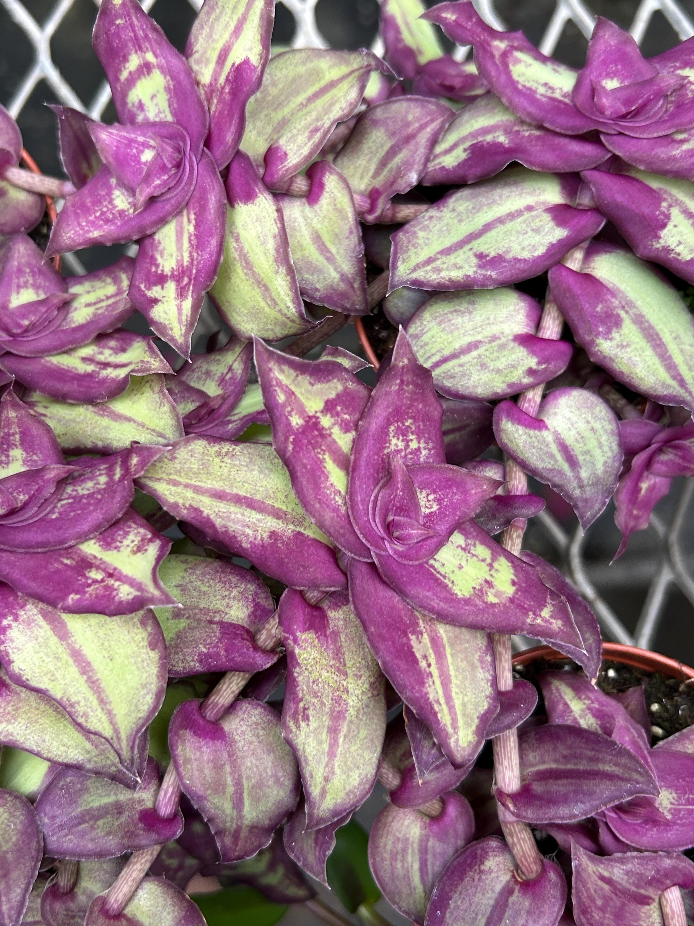 Tradescantia Redillia Dragon Tail – Live Wandering Jew Plant