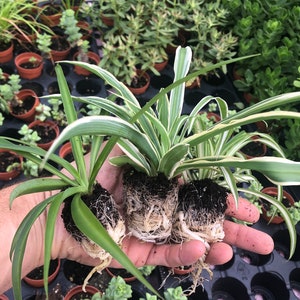 Spider plant variety pack ~ 3 live starter plants ~ Easy houseplant for home and garden