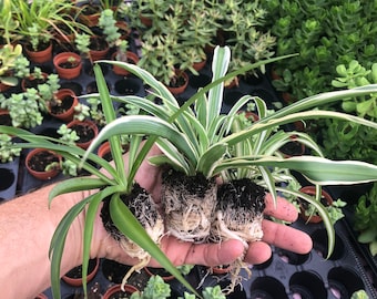 Spider plant variety pack ~ 3 live starter plants ~ Easy houseplant for home and garden