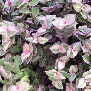 Tradescantia ROOTED cuttings. “pink lady” vibrant