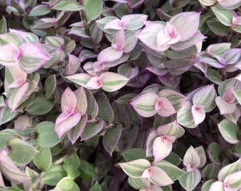 Tradescantia ROOTED cuttings. “pink lady” vibrant