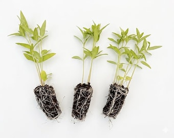 Live Milkweed plants - 3 pack starter plants,  Swamp Milkweed. Attracts butterfly and other pollinators. Ready to grow in spring garden