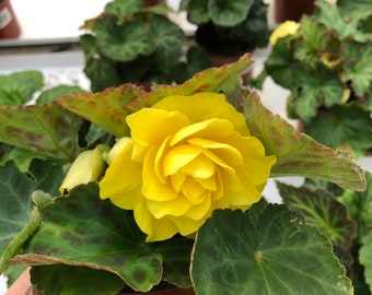 Live begonia large plant