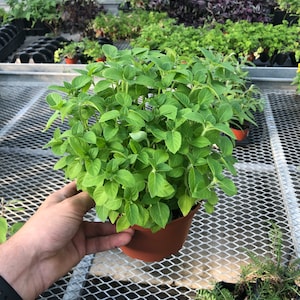 LARGE Holy basil live herb live plant