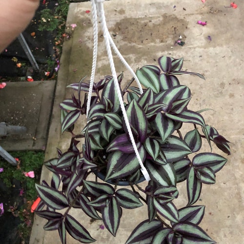 Tradescantia Zebrina Wandering Jew Hanging Basket Etsy