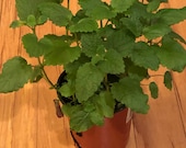 Lemon Balm live plant 4 pot