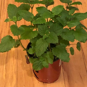 Lemon Balm Live Plant | Ready for garden | Aromatic Garden Delight | Homegrown Herbal Gem