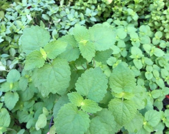 CATNIP live plants. 4” pot
