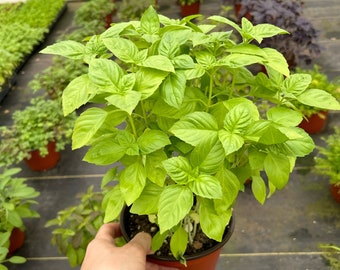 Italian Basil live  large plant. 6” pot