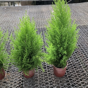 Lemon cypress Lemon scented pine great for home office Garden and yard nice and full 1 2 image 1