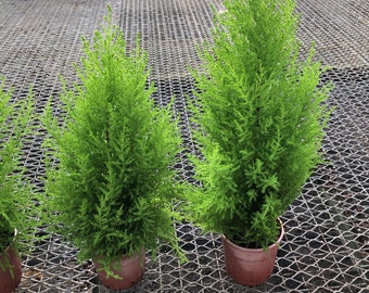 Lemon cypress ~ Lemon scented pine ~ great for home office Garden and yard ~ nice and full 1’ -2’