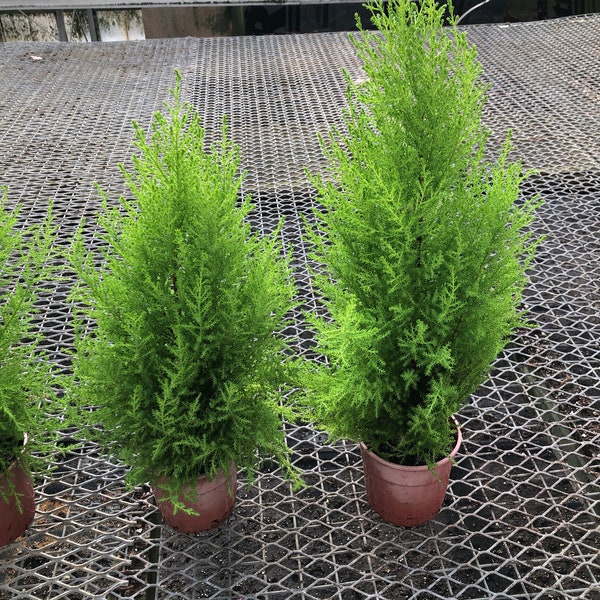 Lemon cypress ~ Lemon scented pine ~ great for home office Garden and yard ~ nice and full 1’ -2’