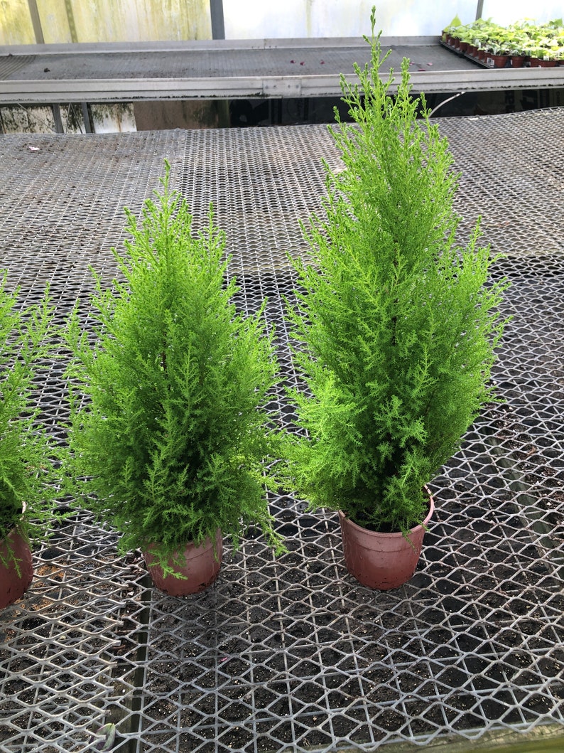 Lemon cypress Lemon scented pine great for home office Garden and yard nice and full 1 2 image 1