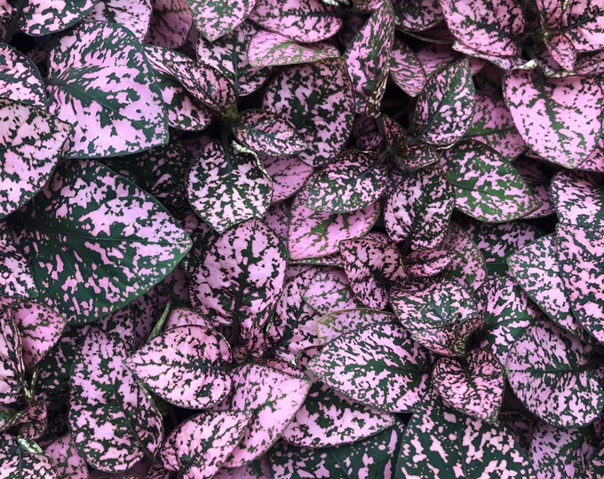 Polka Dot Plant Live Polka Dot Plant Pink Polka Dot Plant Etsy