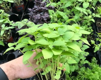 Planta de albahaca sagrada viva - Hierbas Tulsi para té y cocina ~ Kapoor tulsi ~ Lista para el jardín de casa ~ Aroma a fruta fresca y especias