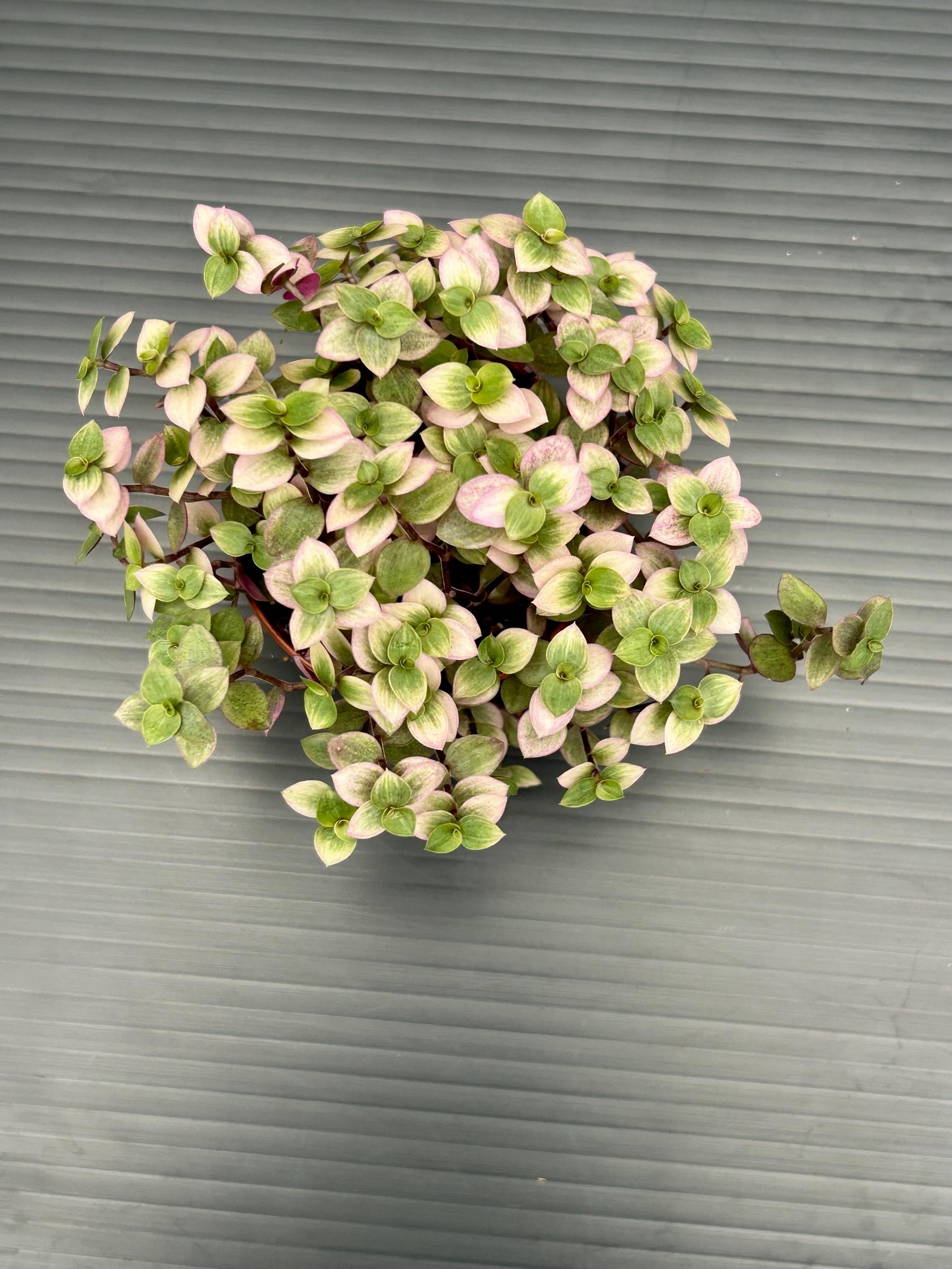 Live pink plant - Callisia Repens Kribo - Vibrant Pink and Green foliage - easy houseplant, Air Purifier - rare Wandering jew