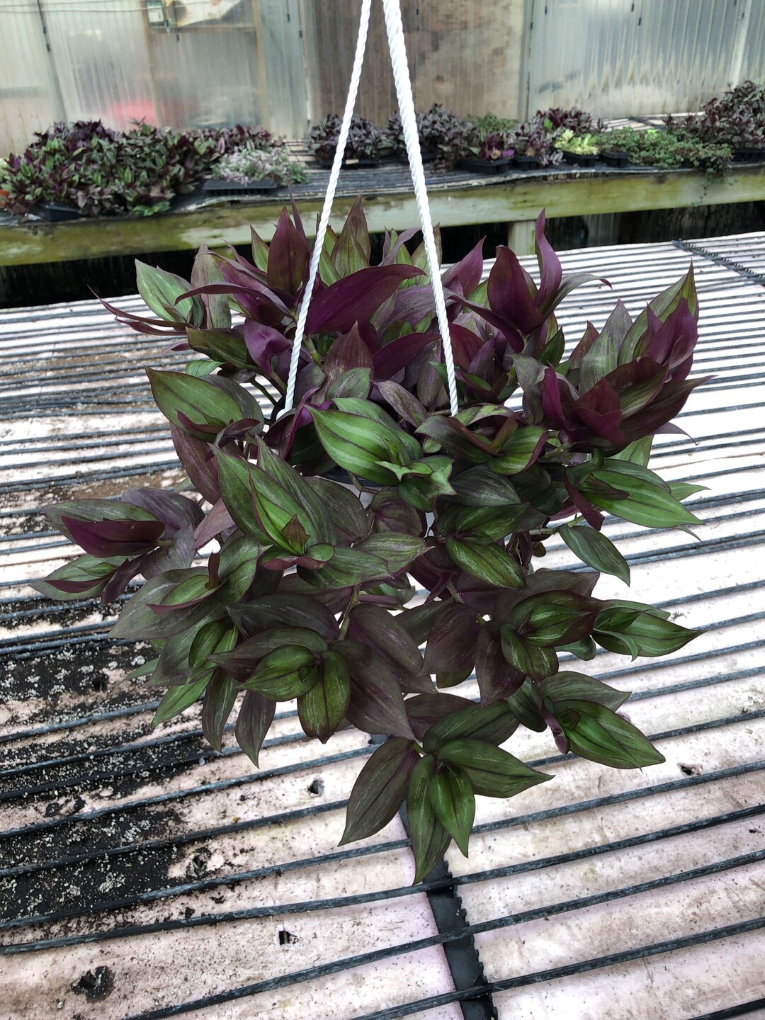 Tradescantia Zebrina Red Gem Hanging Basket Etsy