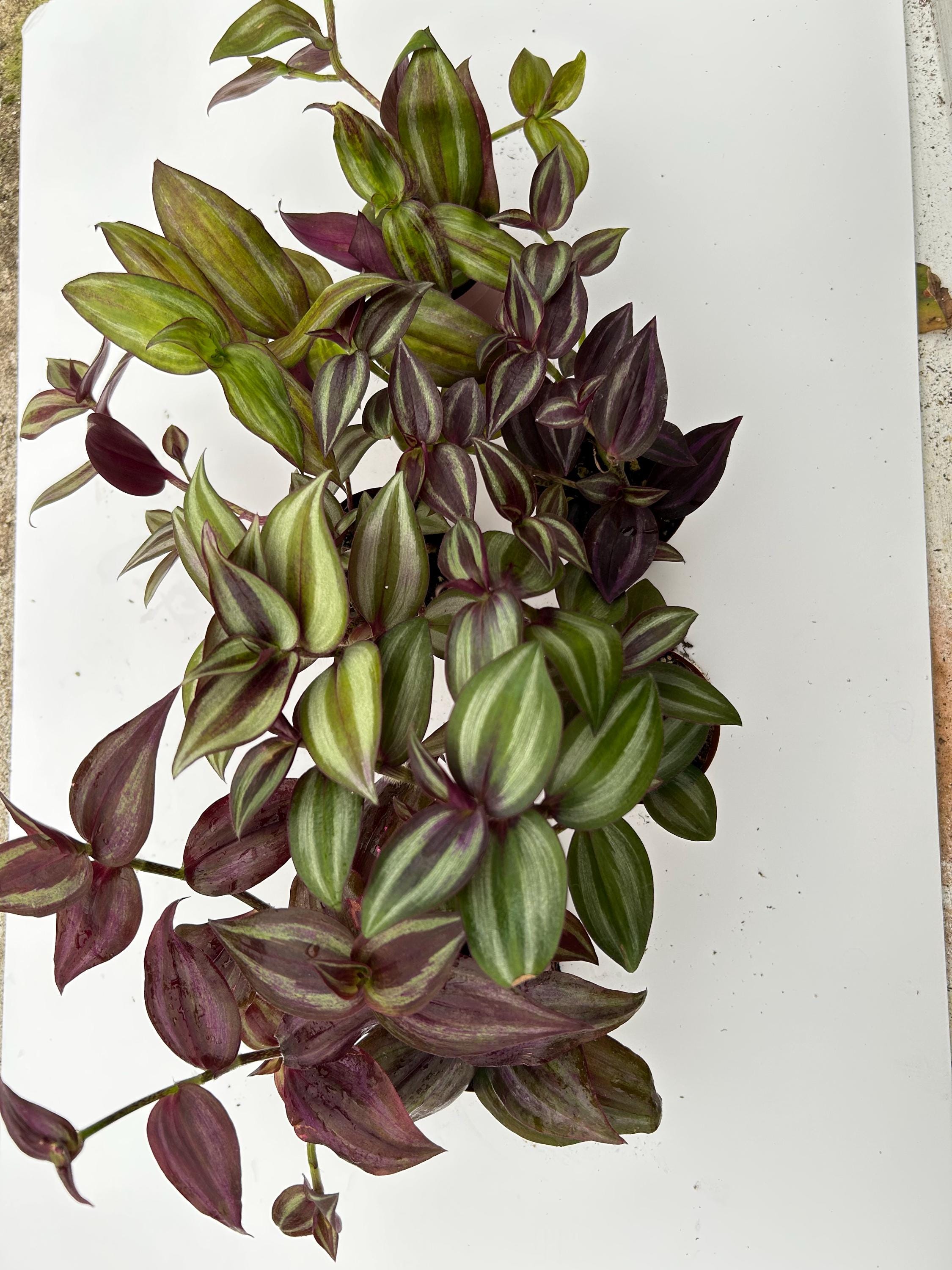 Tradescantia Zebrina collectors pack - 5 Variety's Evenesce, Silver+, Discolor green, Deep purple and Burgundy - Live potted wandering jew