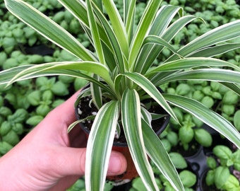 Spider plant ~ Ocean spider ~ Live easy houseplant for home garden or office ~ air purifying and easy to grow