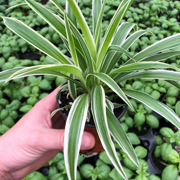 Spider plant live in 4” pot ~ Reverse airplane spider ~ Air purifier