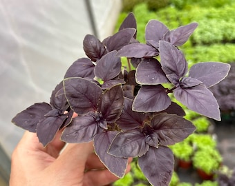 Purple Basil live plant ~ Red Rubin  ~ Ready for planting in home garden ~ Healthy established plant