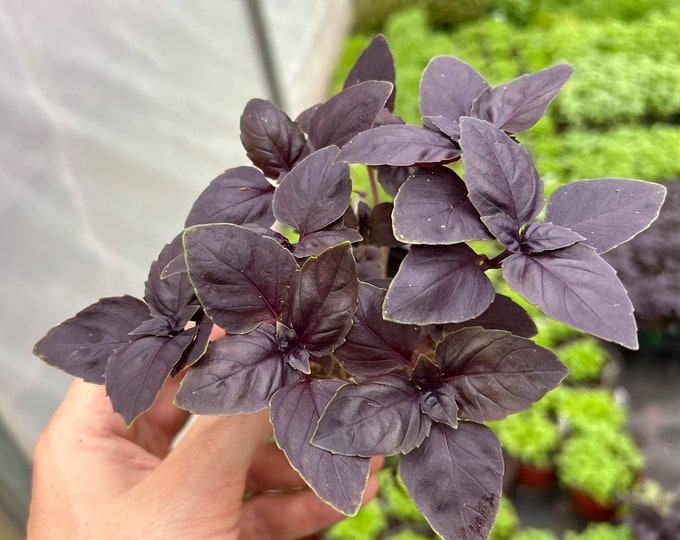 Purple Basil Live Plant ~ Red Rubin ~ Ready for Planting in Home Garden ...