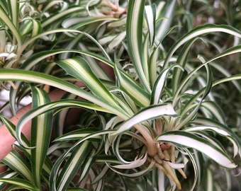10 Spider plant babies ~ bare root ~ Reverse variegated spider